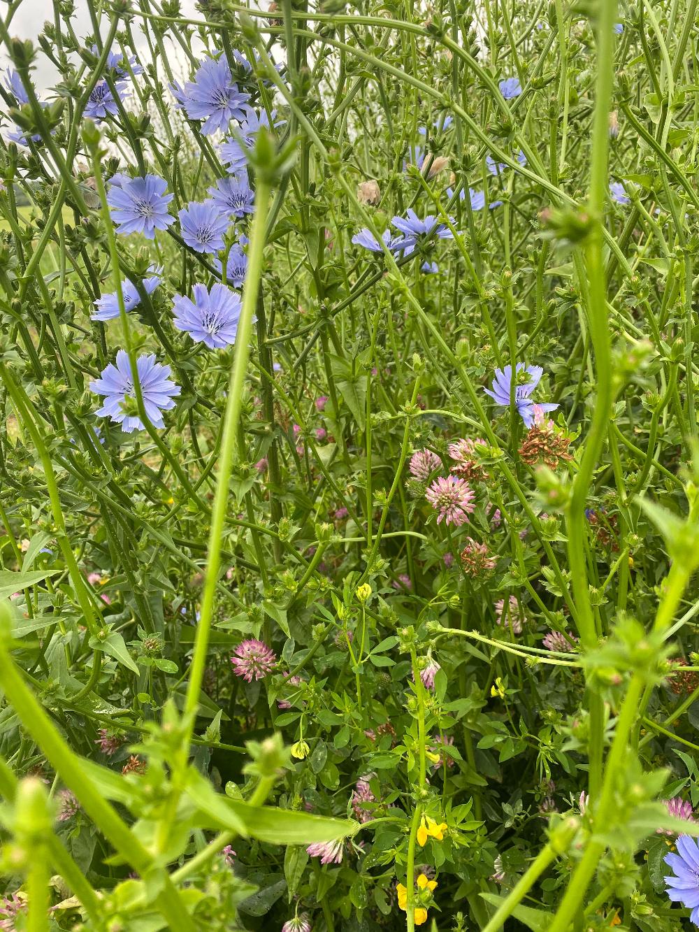 DLF Blomster- og bestøverbrak - 2-årig, 15 kg — DLF