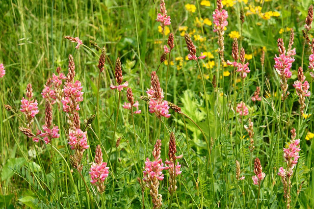 Sommerblomster, halvhøj blanding (enårig), 1 kg 1