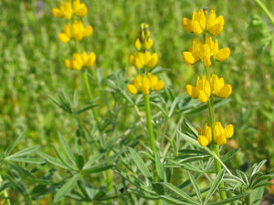 Gul lupin Mister C1, - 10 kg