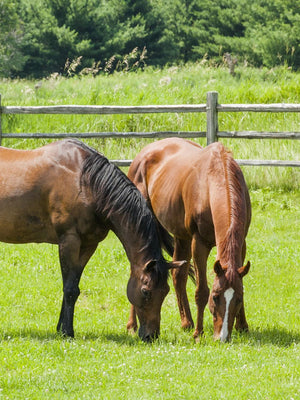 HorseMax FIBER, 10 kg — DLF