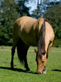 HorseMax FIBER Pronitro, 10 kg — DLF