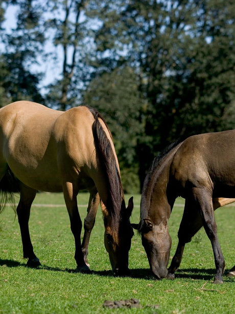 HorseMax FIBER uden alm. rajgræs, 10 kg — DLF