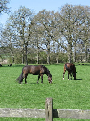 HorseMax SLÆT, 10 kg — DLF