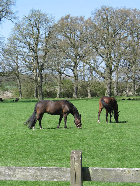 HorseMax SLÆT, 10 kg — DLF