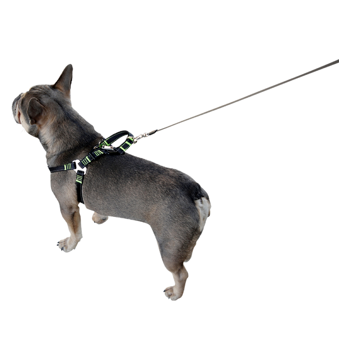 Hundsikkerhedssele til bilen - L