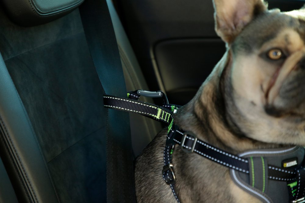 Hundsikkerhedssele til bilen - S
