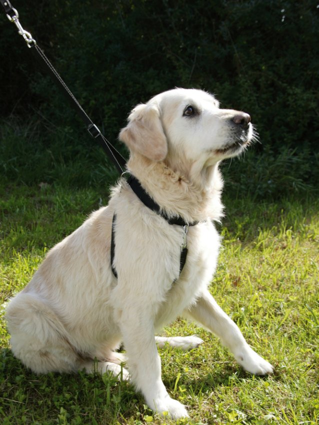 Hundesele Maxi Leader - Hals 25-30cm