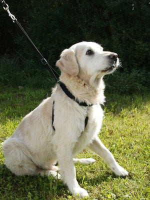 Hundesele Maxi Leader - Hals 25-30cm