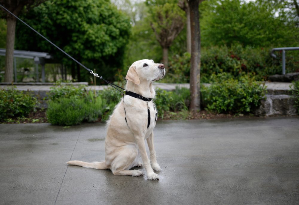 Hundesele Maxi Leader - Hals 45-60cm