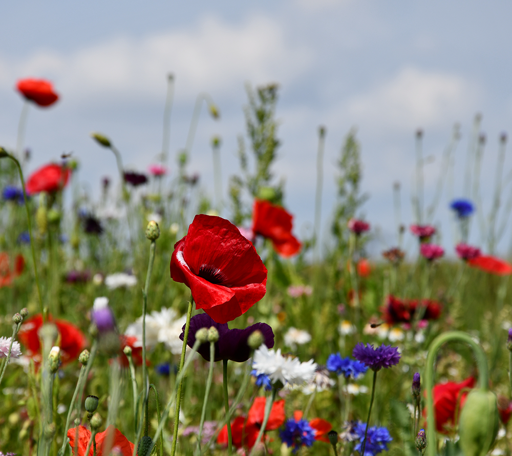 Sommerblomster, halvhøj blanding (enårig), 1 kg 3