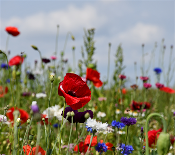 Natur Blomster-blanding 0,25 kg Æske