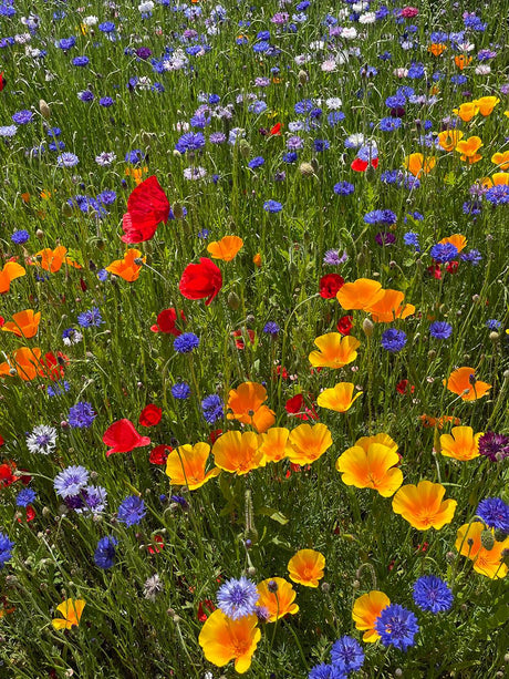 Landmandens blomsterblanding, 10 kg — DLF