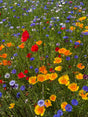 Landmandens blomsterblanding, 1 kg — DLF