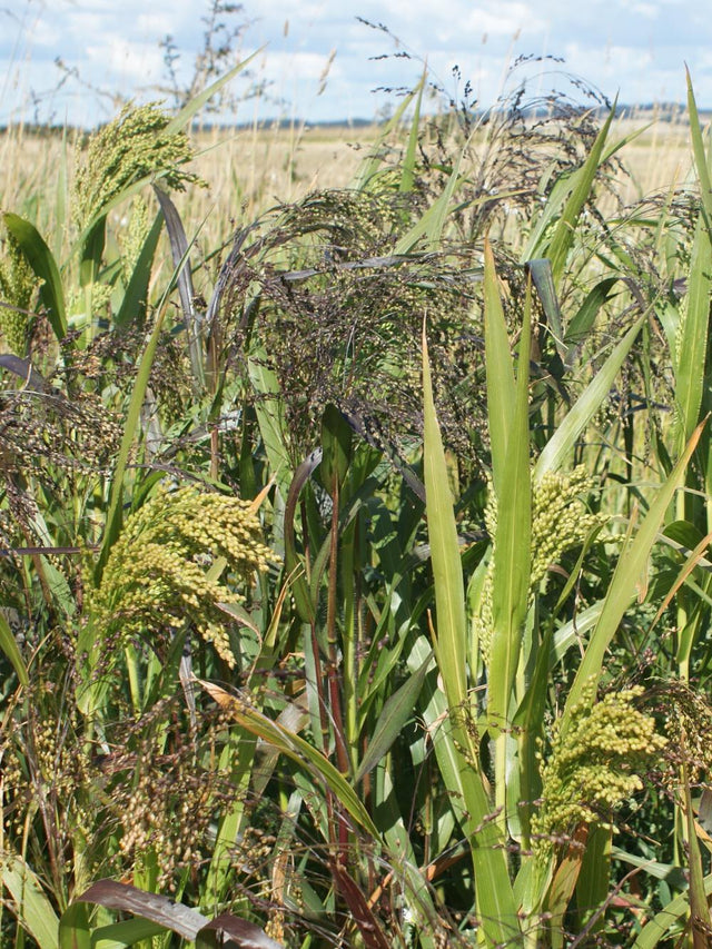 Hirse Millgame Millet Mix, 10 kg — DLF