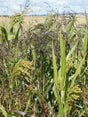 Hirse Millgame Millet Mix, 10 kg — DLF