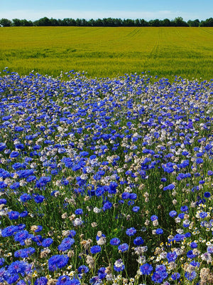Spiselige blomster - Ny Nordisk, 1 kg — DLF