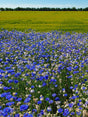 Spiselige blomster - Ny Nordisk, 1 kg — DLF