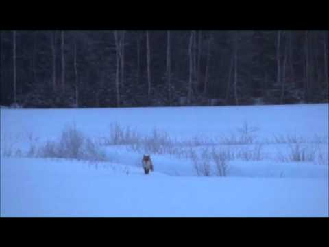 Nordik - Predator Pre-tuned Rævekald