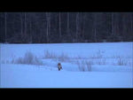 Nordik - Predator Pre-tuned Rævekald