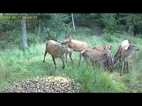 Live panorama 2.0 vildtkamera inkl. solcelle + App - Senzor