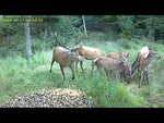 Live panorama 2.0 vildtkamera inkl. solcelle + App - Senzor