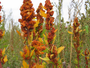 Quinoa 1kg
