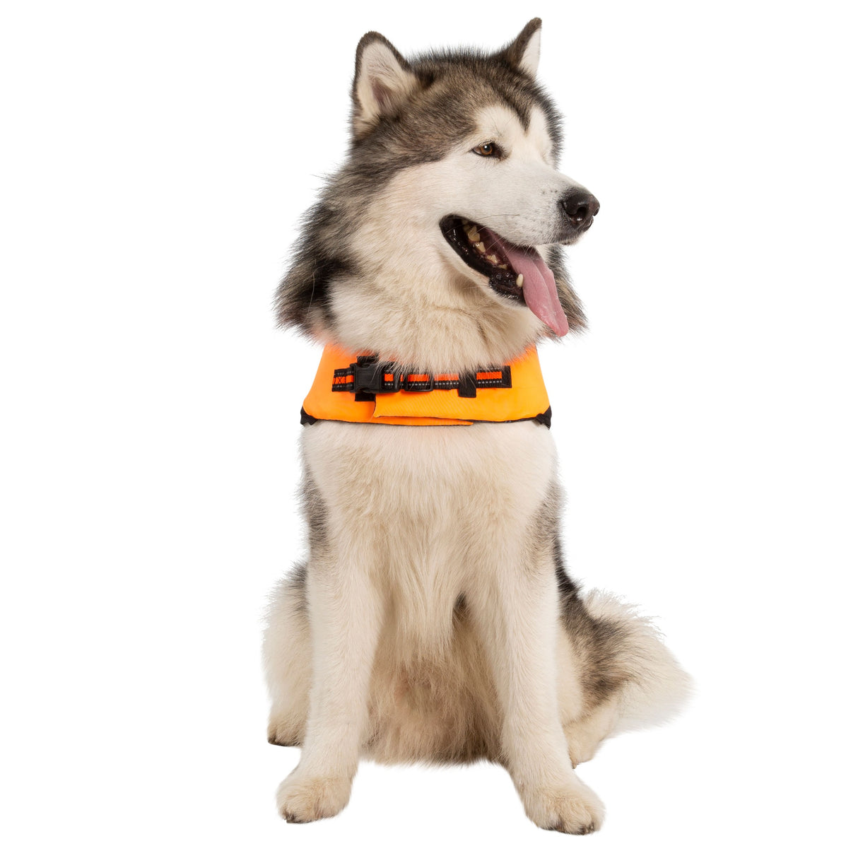Surfdog - High Vis - Trespass
