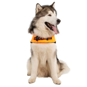 Surfdog - High Vis - Trespass