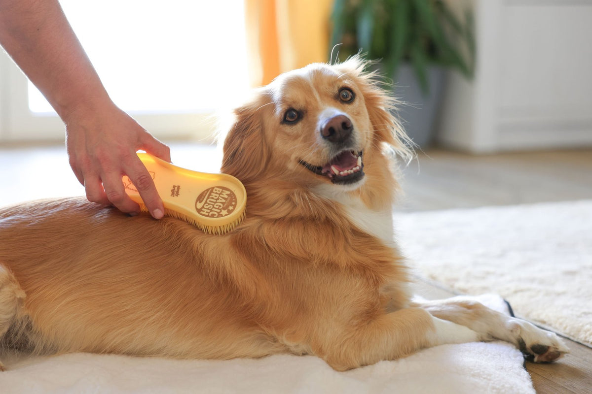MagicBrush hunde børste