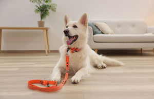 Hundeline extra robust Puno - 200cm