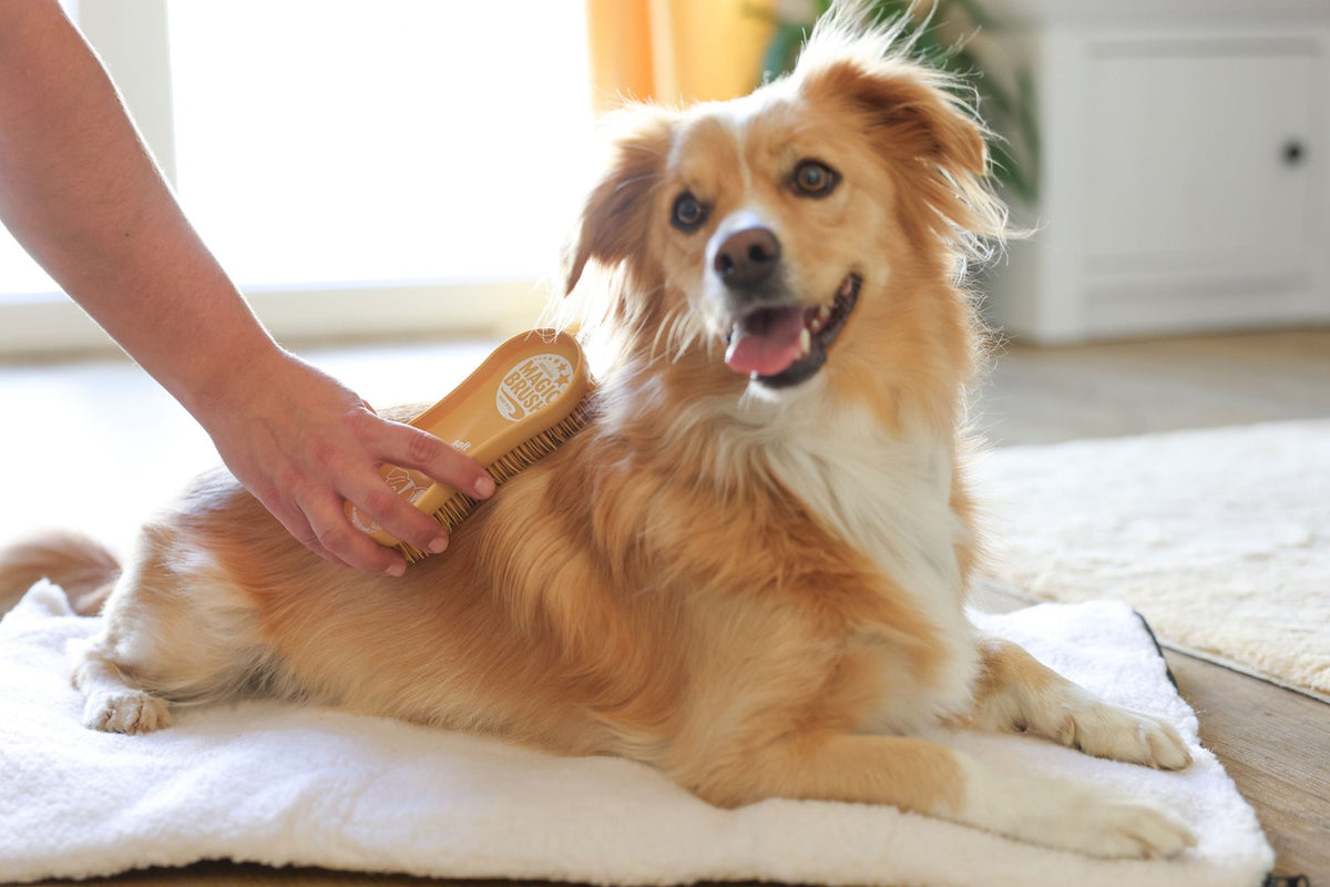 MagicBrush hunde børste soft