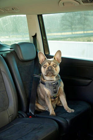 Hundsikkerhedssele til bilen - M