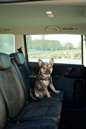 Hundsikkerhedssele til bilen - M