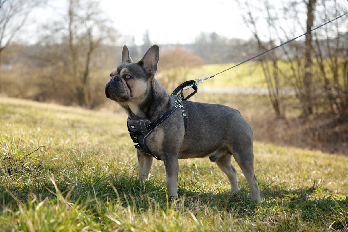 Hundsikkerhedssele til bilen - M
