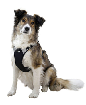 Hundesele Pulsive - Hals 50-62 - Bryst 56-74cm